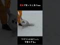 最後まで見てください #動物 #かわいい #shorts
