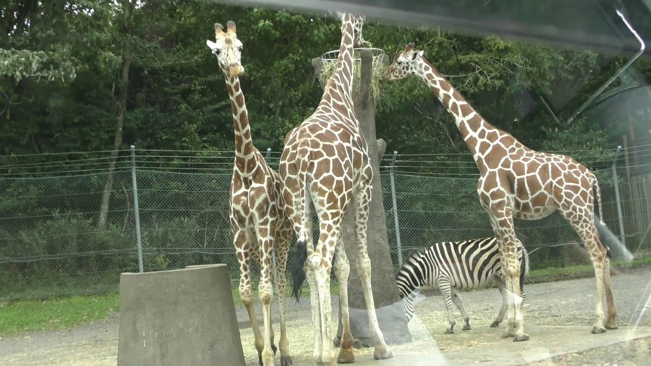 富士サファリパーク ハプニング キリンがめっちゃ近い ある意味 麒麟がくる Youtube