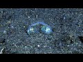 Bobtail Squid. Underwater macro video.