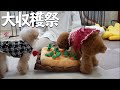 話題の韓国知育おもちゃでにんじん農家に転職した愛犬【トイプードル】【ノーズワークトイ】