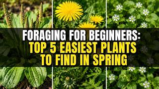 Foraging for Beginners: Top 5 Easiest Plants to Find in Spring