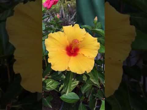 Video: Mandevilla-voortplanting: hoe om Mandevilla uit sade of steggies voort te plant