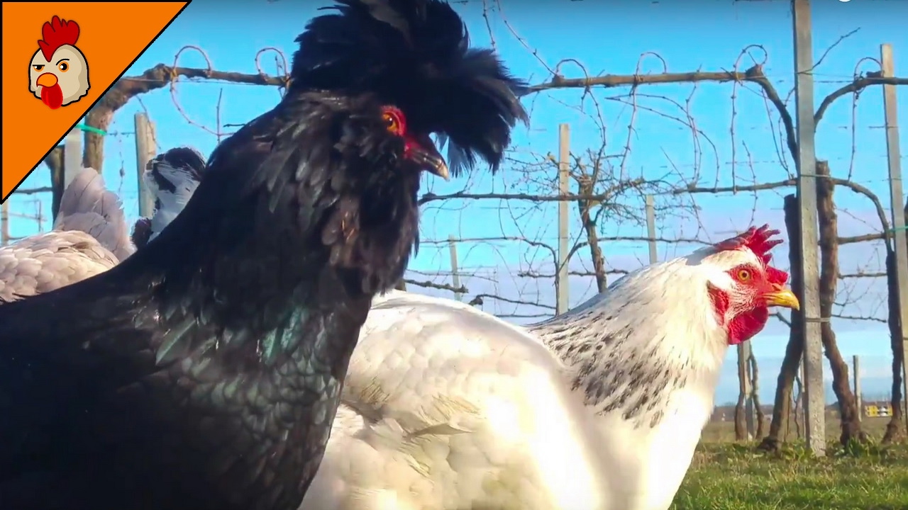 chicken sounds chicken sounds