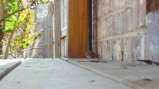 The Mouse Returns!!