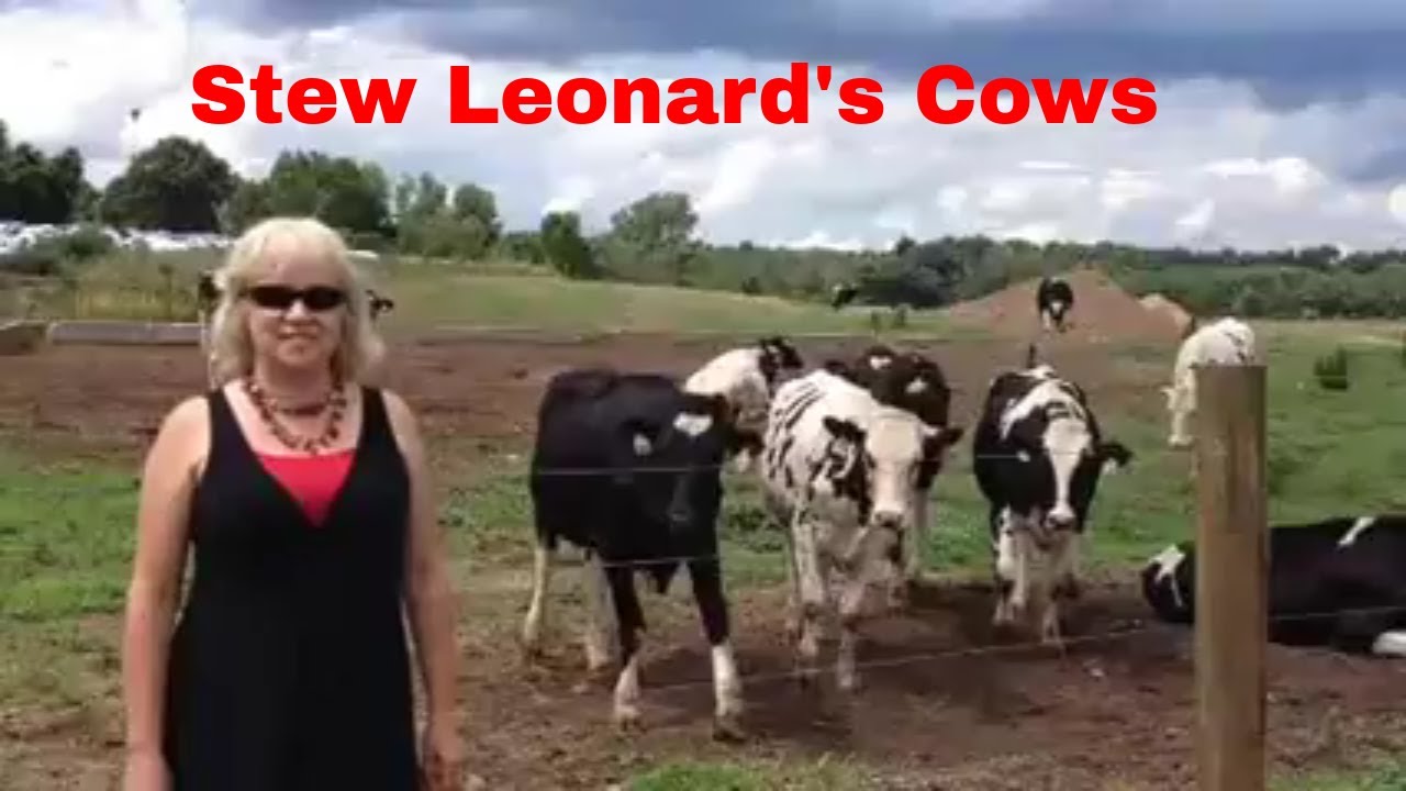 Stew Leonard's Cows YouTube