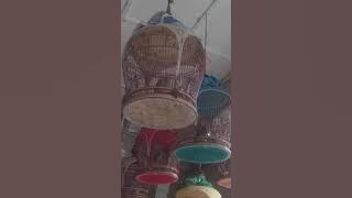 Merbok Azizkutan Kelantan(suara A)