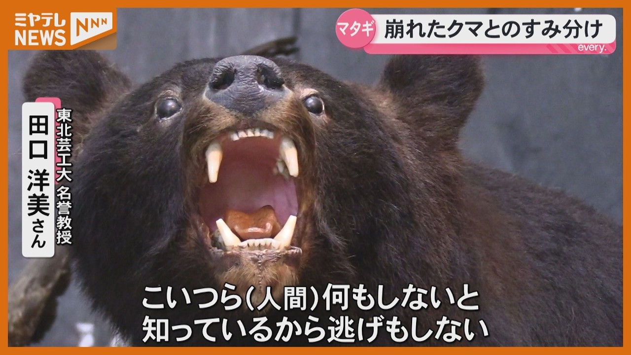 Special Report] Why Are Bears Entering Residential Areas? Decoding