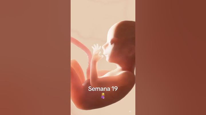 Semana 19 🤰#embarazo #bebe #ecografia #pregnant