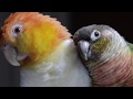 Puff N Tang -  White Bellied Caique & Green Cheek Conure