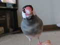 飼主のさえずりに答える桜文鳥ほーちゃん さえずり絶好調！ 文鳥動画