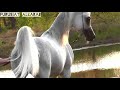 الافحل الجميل شمس شرف اي اي