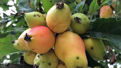 Apple 'John Downie' - fruit - August 2020