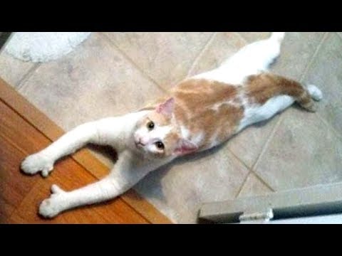 Insane Laugh Warning YOU MAY SUFFOCATE FROM LAUGHING Funny ANIMAL 
