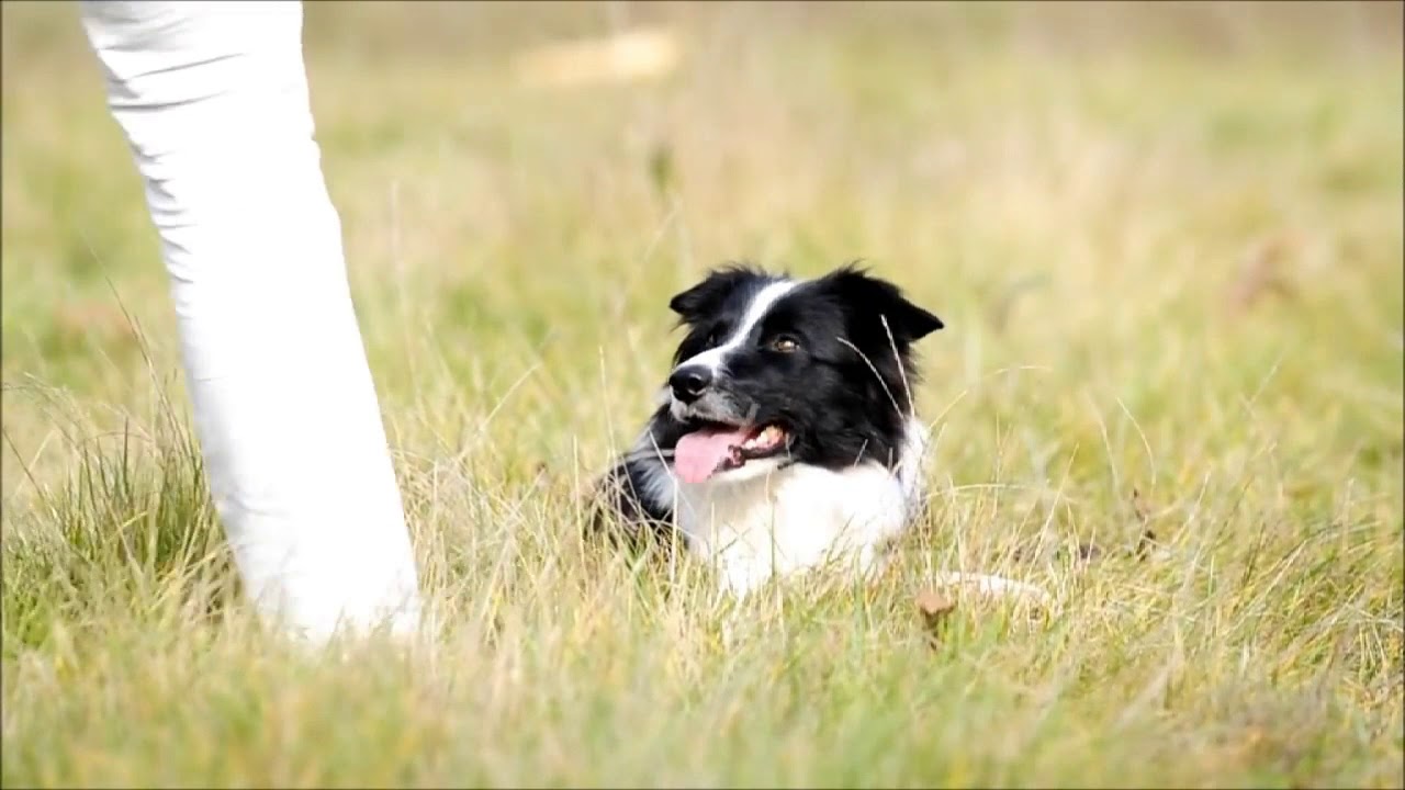 Classy ☆Ako so psom?☆ #1