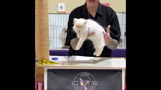 Tranquility Lil Jimmy and Lucky Charm Himalayan kittens in finals at the LCWW show