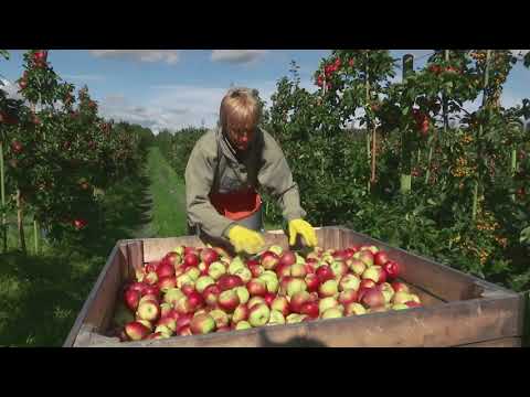 Video: Röda äpplesorter: Odla äppelträd med röd frukt