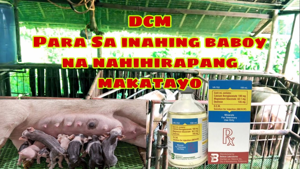 Anong gamot ang para sa mga inahing baboy na nahihirapang makatayo | Ryan Patenio
