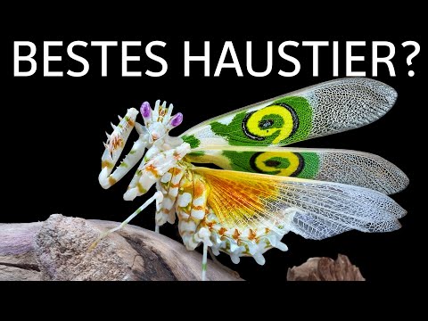 Video: Wie für ein Haustier Gottesanbeterin Pflege