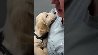 goldenretriever puppy first time at the vet babydog babypet dogs dog cute