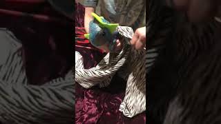 How to wrap squirrel with Malocclusion to trim teeth (part 1 of 2)