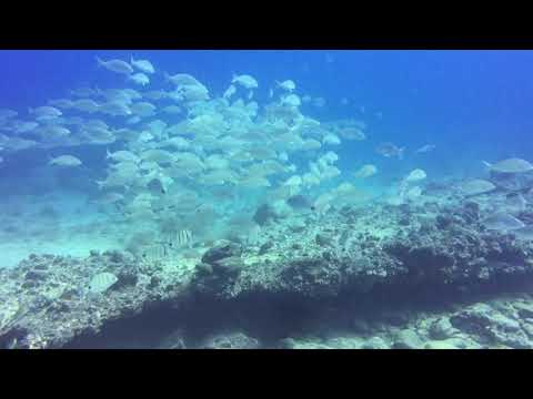 Scuba diving with diveprofuerte in Corralejo Fuerteventura Canary Islands