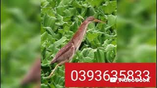 Tiếng cò lép cò lửa