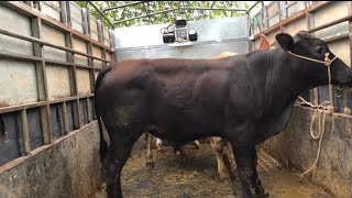 Báo Giá Bò Hôm Nay.bê Đực 18Tr Bao Ship 50Km.trại Bò Tính Đồng Nai 0984737152Zalo0947562252