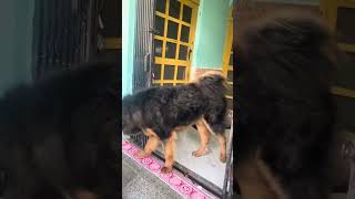 Nawaaab Growth - Tibetan Mastiff by Pankaj Parihar Uttarakhandi 2,600 views 1 month ago 1 minute, 15 seconds