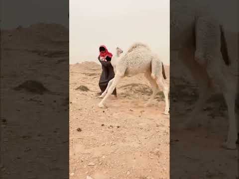 اللعب معا صغير الجمل مقطع ممتع