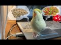 成鳥をペレットに切り替える裏ワザを公開しますcockariel【オカメインコのきなこ】