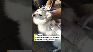 #vdoma #news #Ukraine #lviv #rabies #vaccination #улюбленці #безкоштовно #вакцинація #вдома #новини