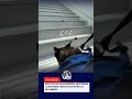 Rescatistas salvadoreños adoptaron a una perrita rescatada entre los escombros