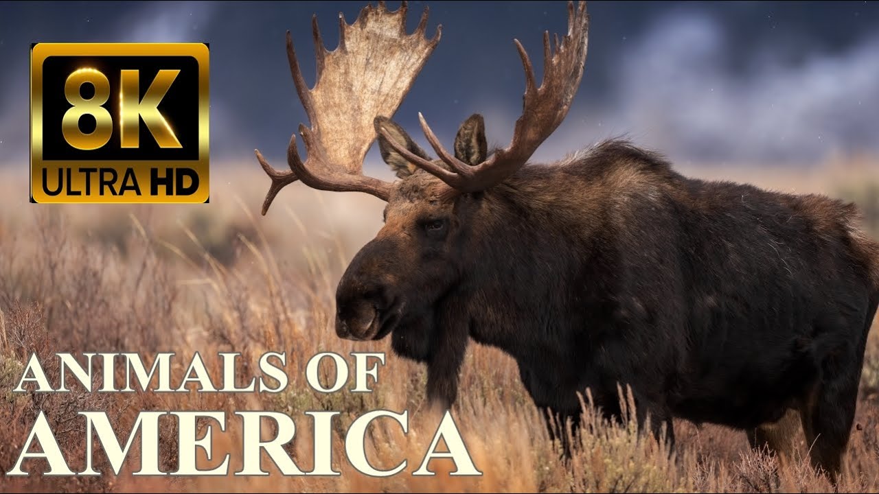 ANIMALS OF AMERICA 8K Ultra HD – Wildlife Documentary