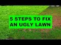 How to Fix an Ugly Lawn in 5 Easy Steps