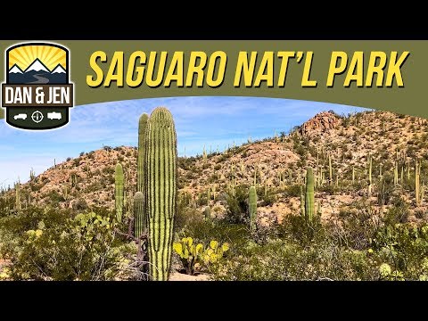 Cactus, Cacti and Cactuses🌵Saguaro National Park - Tucson, Arizona
