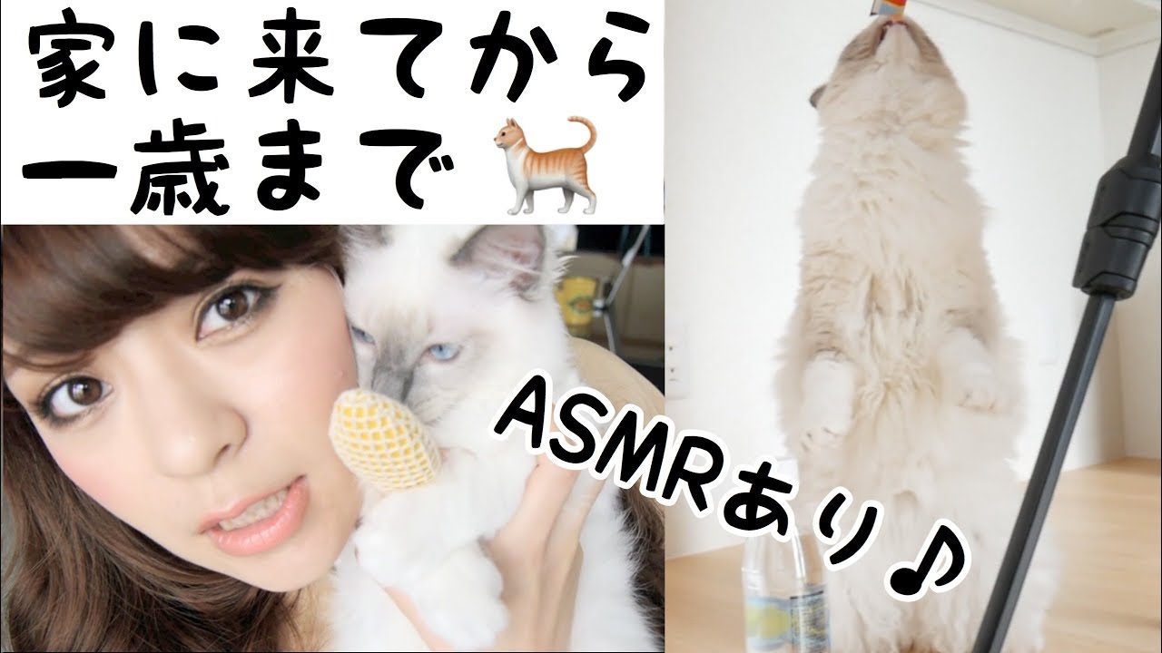 CAT ASMR - YouTube