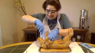 Lab #9 Fetal Pig Dissection