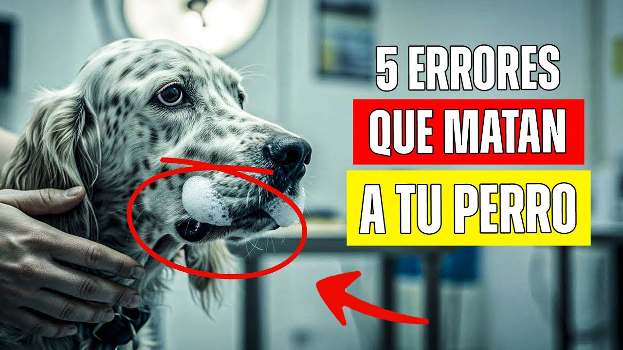 Tu veterinario quedaría en shock si te viera alimentar a tu perro así