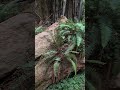 The Hunt for Return of the Jedi filming locations - Northern California Redwoods HUMBOLDT