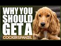 WHY YOU SHOULD GET A COCKER SPANIEL