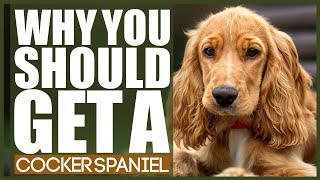 Why You Should Get A Er Spaniel