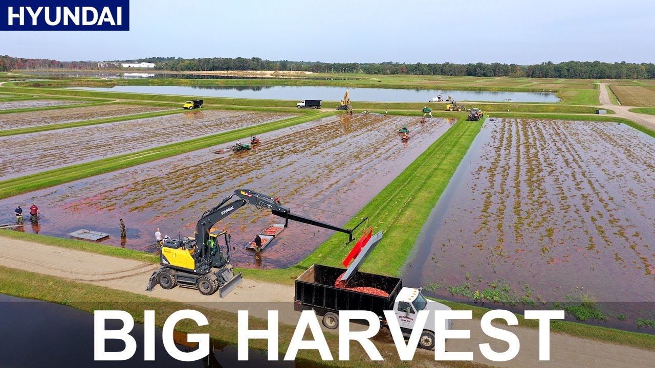 Hyundai Construction Equipment North America: Cranberry Farm HW160A Wheeled Excavator Testimonial