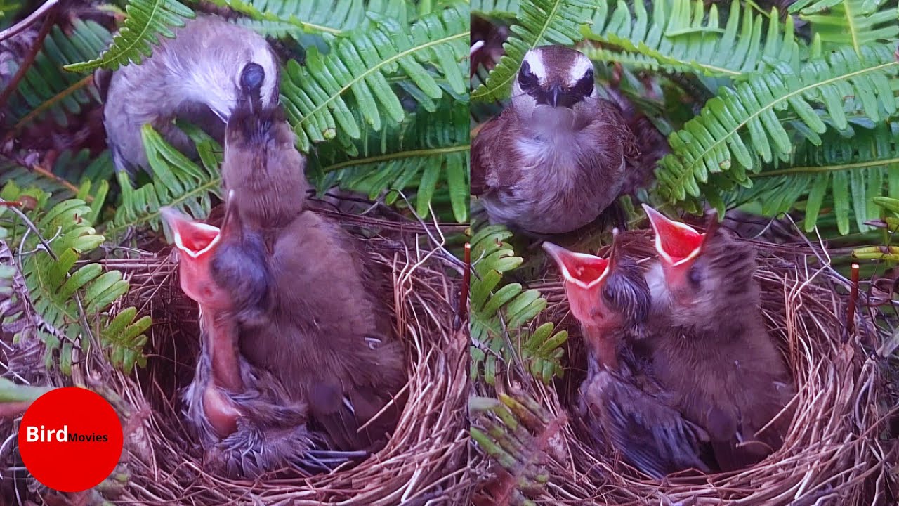 BIRDS TAKING CARE OF THEIR CHILDREN - DAY 16