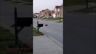 Traxxas Hoss Self-Righting