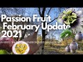 Passion Fruit Vines | Passiflora Edulis Update 2021