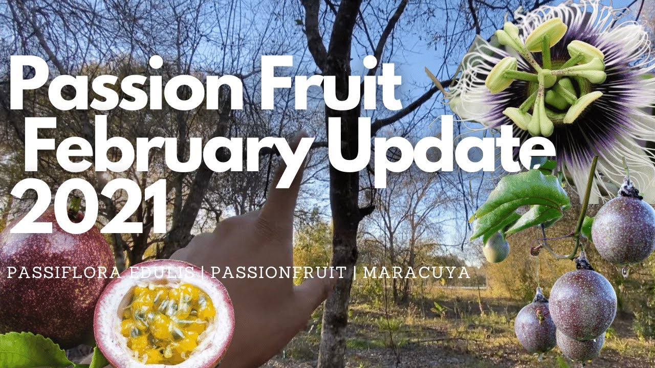 Passion Fruit Vines | Passiflora Edulis Update 2021