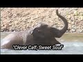 "Baby Elephant's Trunk &amp; Bath Secrets!"