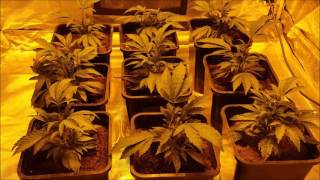 Blue Cookies # 3 - se. 1 ep. 2 " TOPPING "