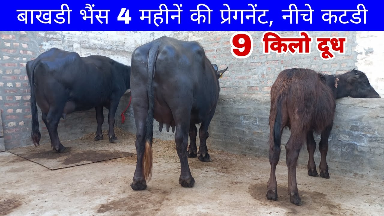 बाखडी भैंस 4 महीनें की प्रेगनेंट, 9 किलो दूध, नीचे कटडी || 2 बाखडी भैंस और एक ताजा बयाने वाली झोटी 