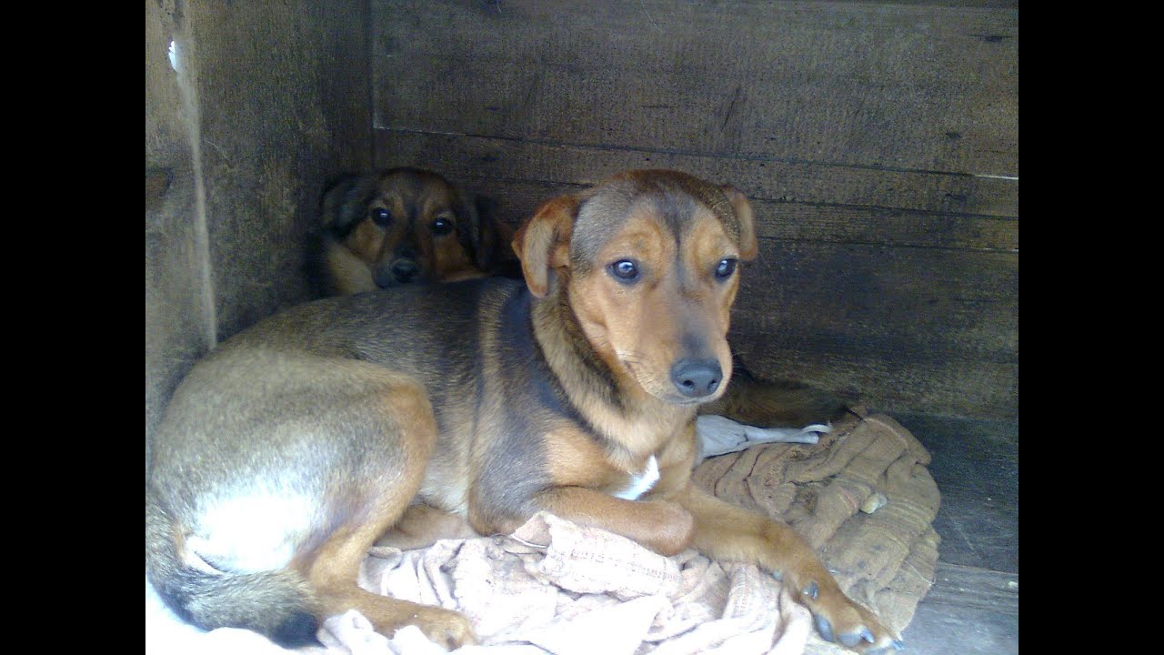 Video Di 3 Cani Meticci E 3 Gattini Buttati Nella Spazzatura